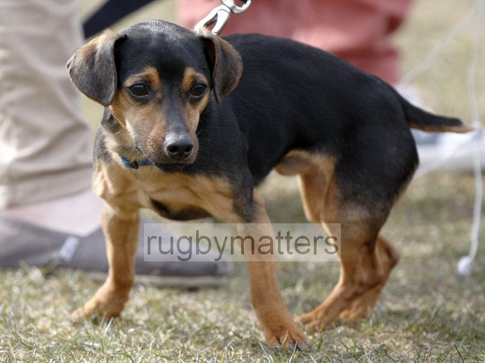 Gratuitous cute puppy shot. Worcester v Lichfield at Sixways, Pershore Lane, Hindlip, Worcester on 7th April 2013 KO 1430.